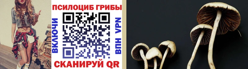 Псилоцибиновые грибы Cubensis  купить наркоту  дарк нет телеграм  Дивногорск 